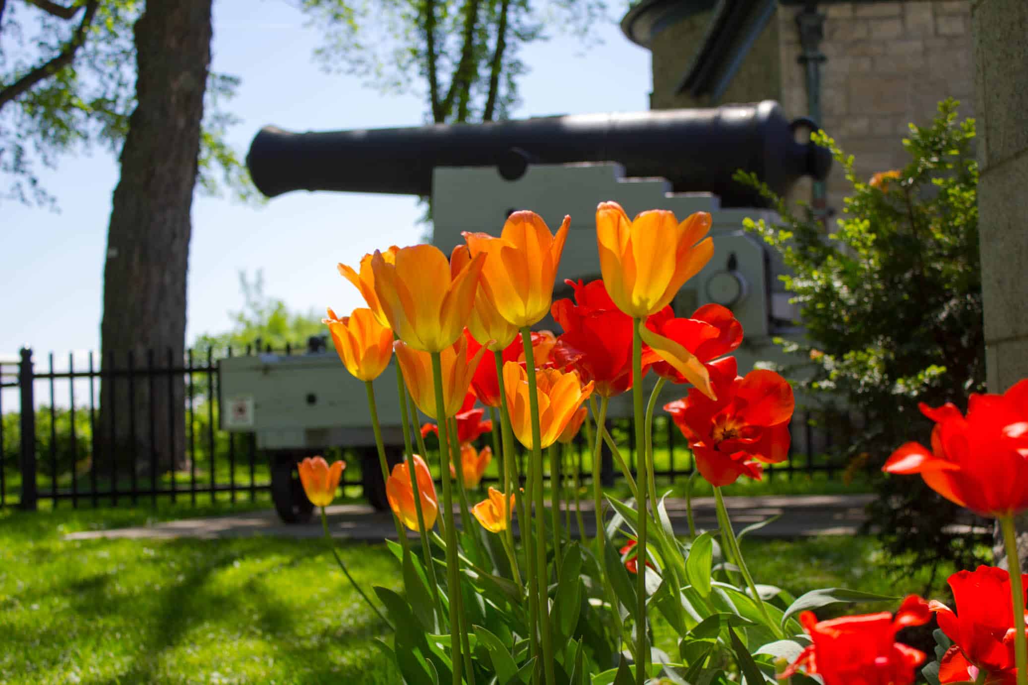 Flowers and Cannon on the Quebec City Planes